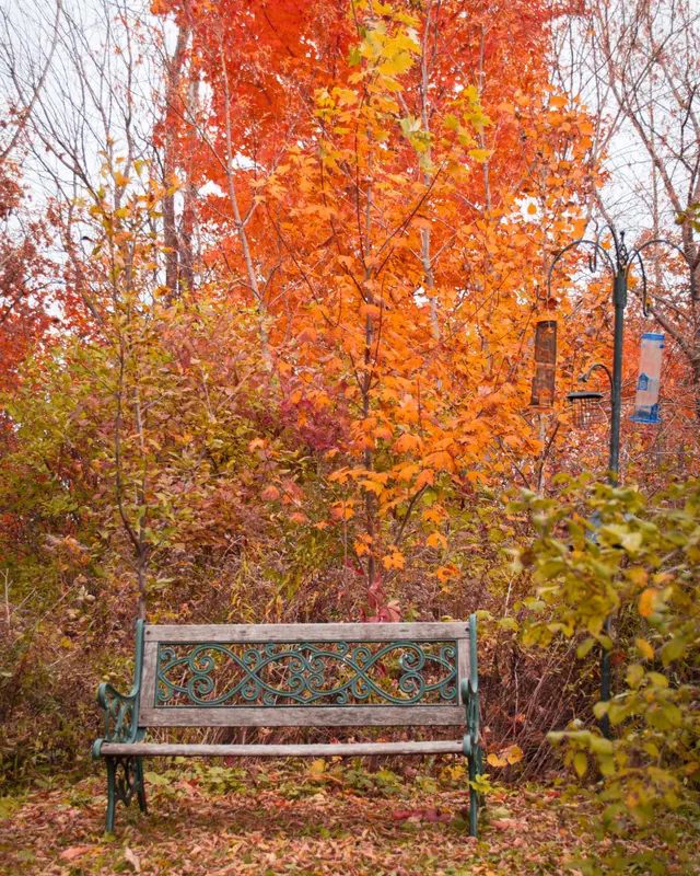 A bench under a brilliant orange maple in full autumn colour.