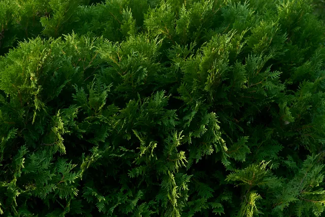Dense green cedar foliage, close up.