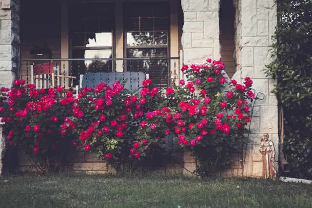A flowering foundation bed and clean lawn edge along the front of a house.