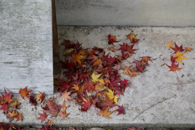 Red and orange maple leaves scattered across a stone surface.